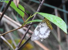 Abraxas amicula-illuminata