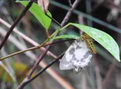 Abraxas amicula-illuminata