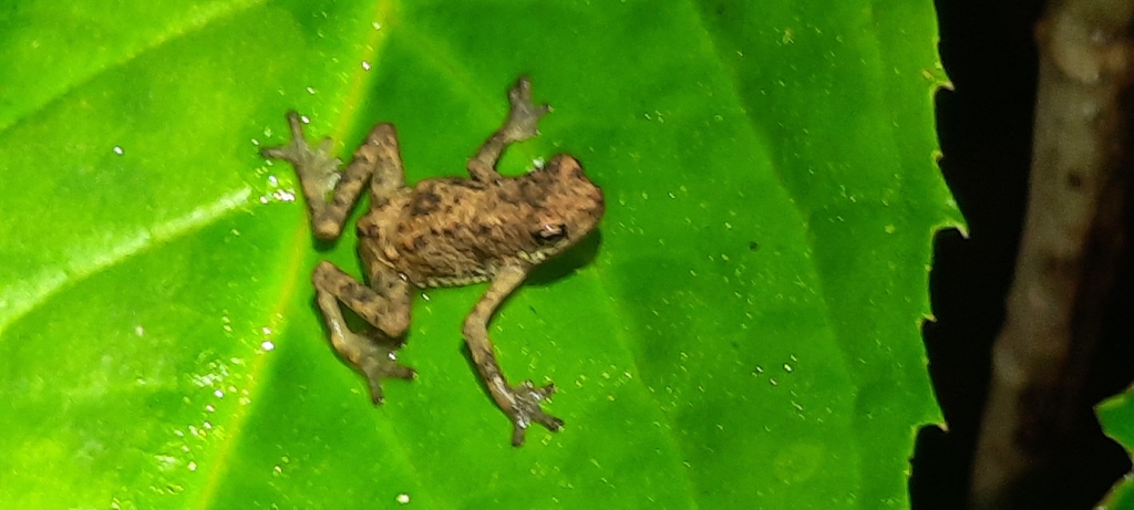 Dwarf Toad (Pelophryne signata)