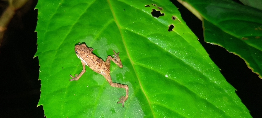 Dwarf Toad (Pelophryne signata)