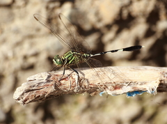 Orthetrum sabina