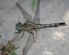 Diplacodes trivialis