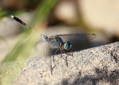 Diplacodes trivialis