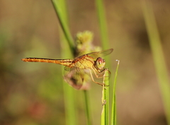 Crocothemis servilia