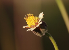 Tridax procumbens