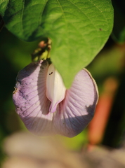 Centrosema pubescens