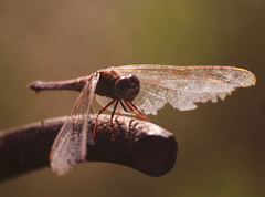 Crocothemis servilia