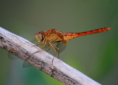 Crocothemis servilia
