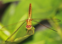 Crocothemis servilia