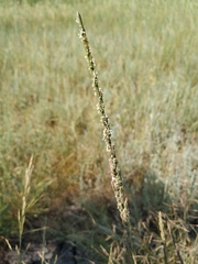 Beckmannia eruciformis