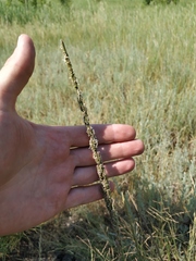 Beckmannia eruciformis