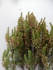 Erica coarctata