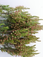Erica coarctata