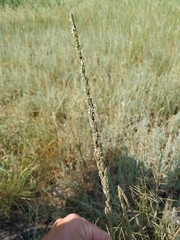 Beckmannia eruciformis