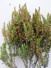 Erica coarctata