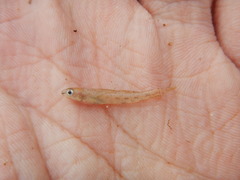 Etheostoma chlorosoma