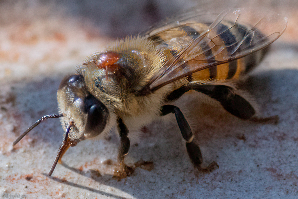 Bee-louse