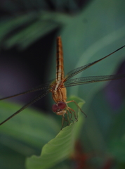 Crocothemis servilia