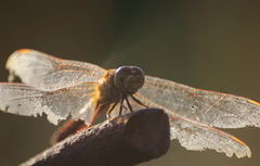 Crocothemis servilia