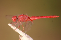 Crocothemis servilia