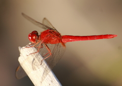 Crocothemis servilia