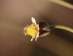 Tridax procumbens