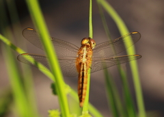 Crocothemis servilia