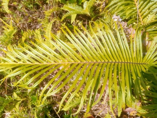 Blechnopsis orientalis observed 2025-02-04