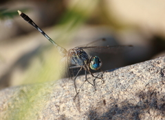 Diplacodes trivialis