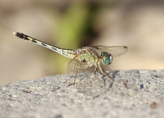 Diplacodes trivialis