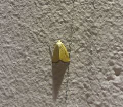 Marimatha nigrofimbria
