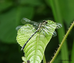 Cyclogomphus