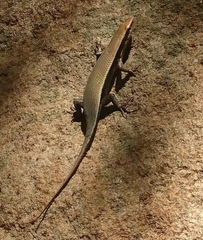 Eutropis madaraszi