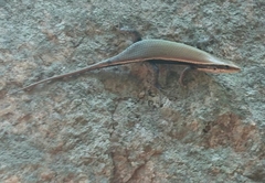 Eutropis madaraszi