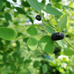 Phyllanthus reticulatus reticulatus