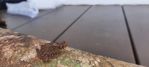 Leptophryne borbonica