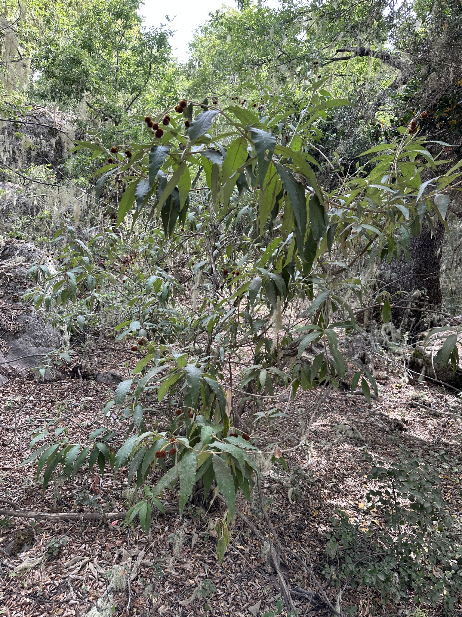 Imagem de Buddleja