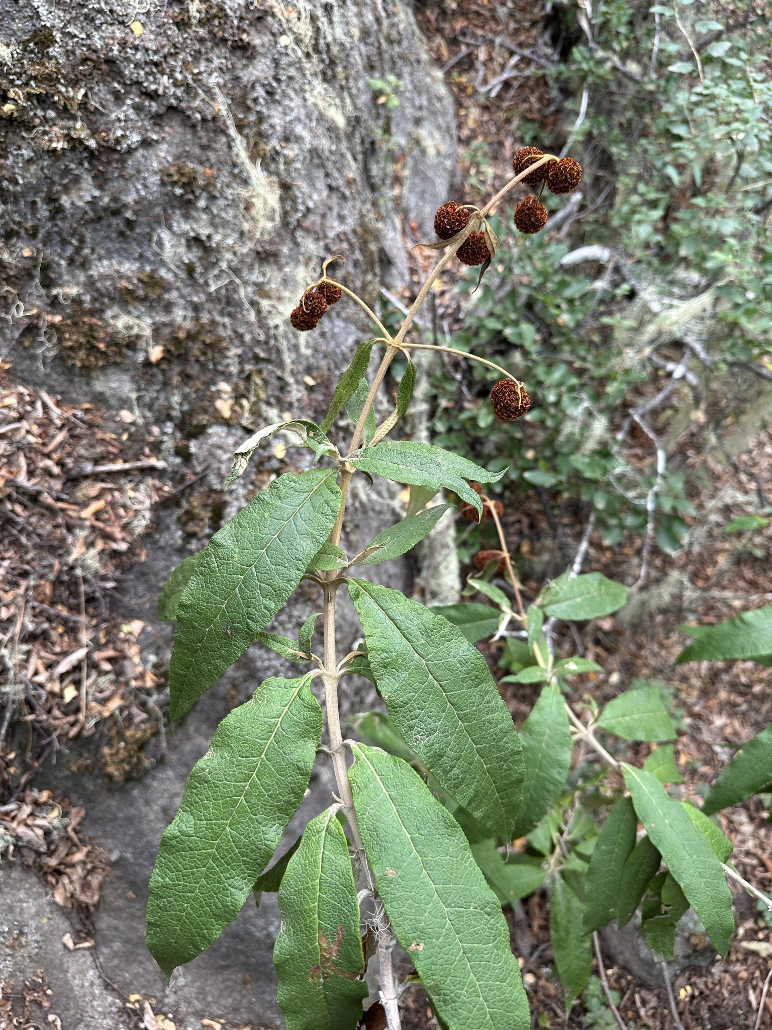 Imagem de Buddleja