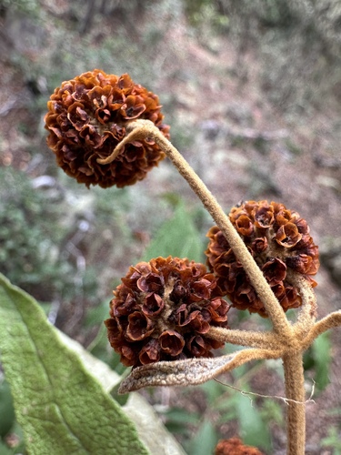 Foto de Buddleja