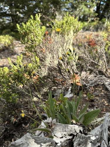 Patagonian hawkweed (Hieracium patagonicum)