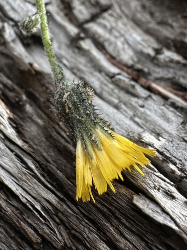 Image of Hieracium patagonicum by (c) Matt Berger, some rights reserved (CC BY)
