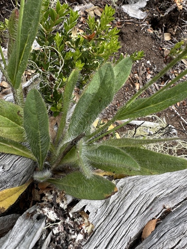 Image of Hieracium patagonicum by (c) Matt Berger, some rights reserved (CC BY)