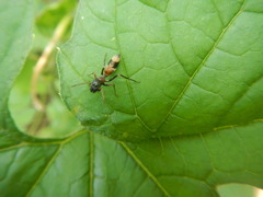 Myrmarachne japonica