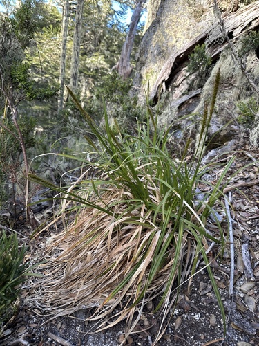 Image of Carex salticola by (c) Matt Berger, some rights reserved (CC BY)