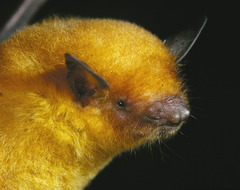 Myotis midastactus