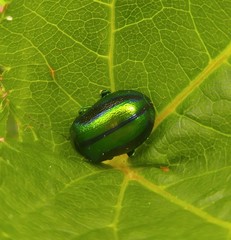Oreina gloriosa