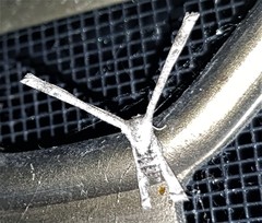 Phazaca interrupta