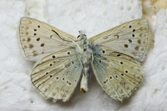 Polyommatus daphnis