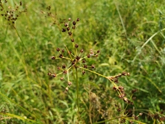 Juncus atratus