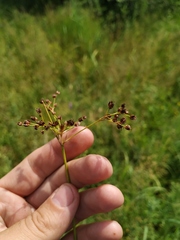 Juncus atratus